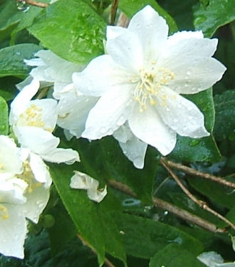 philadelphus ‘belle etoile’ .jpg - 37703 Bytes